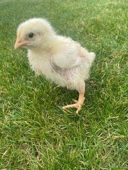 Predám brojlerové kuriatka