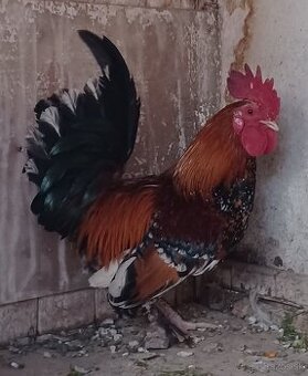 Predám kohúta liliputáka: