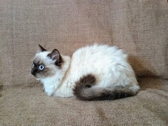 Britská modrá colorpoint