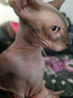 Sphynx kocúrik na predaj