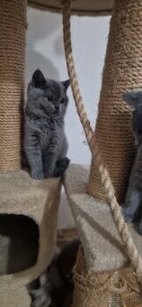 🐾 Na predaj tri rozkošné britské mačiatka – dievčatká 🐾 - 1