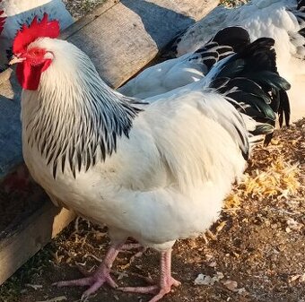 Kohút čistokrvný nekrúžkovaný sussex biela kolumbia čierna