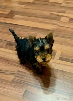 yorkshirsky terier- fenka, mini york