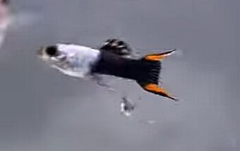 endler silver black flame