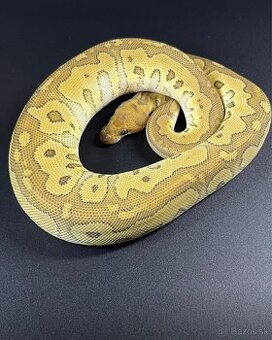 Python Regius