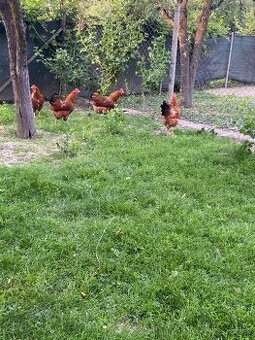 Predám domáce vajíčka