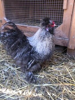 Predám kohútov velka EU hodvabnicka