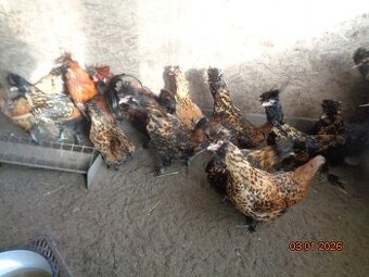 Pavlovská kura zlatá-násadové vajcia do liahne