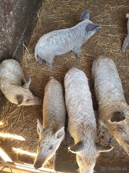 Prasatá, prasiatka, prasa, mangalica,