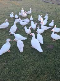 Volať na 0902815861 volať na 0902815861