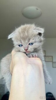 Škótske Klapouché/Rovnouché (Scottish Fold/Straight)
