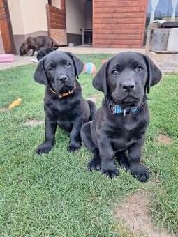 Labrador šteniatka