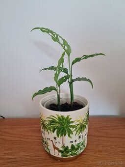 Monstera obliqua peru