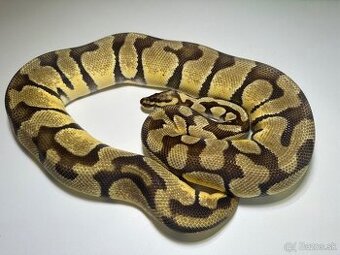 Python Regius