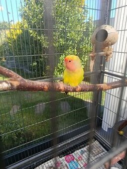 Agapornis ružovohrdlý 2025