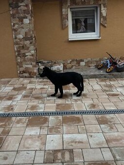 Nemecky ovciak steniatka