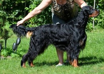 Gordon seter s PP - plánovaný vrh G