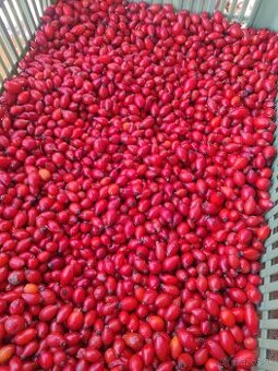 Čerstvé šipky - 1