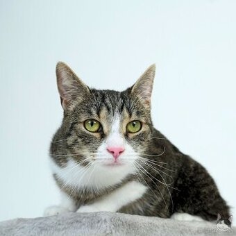 Citlivá mačička SASHKA hľadá domov - 1