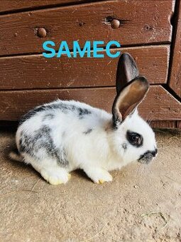 PREDÁM mladé 3 mesačne kraliky kríženec NOS a BO