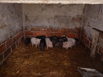 Vietnamské prasiatka