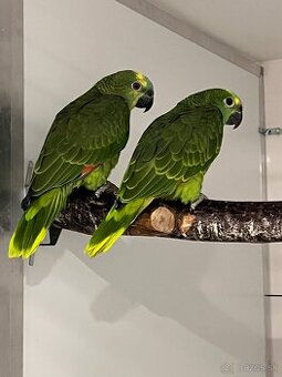 Amazoňan modročelý