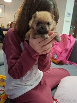 Beriem rezervaciu na pomeraniana