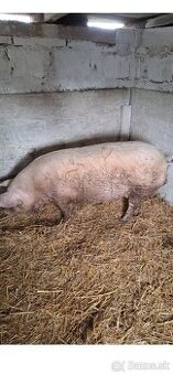 Ošípané na porážku