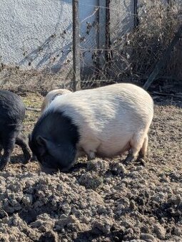 gottingenske mini prasiatka prasa prasce gotingen sviňa svin