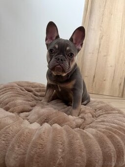 Francúzsky buldoček- fenka