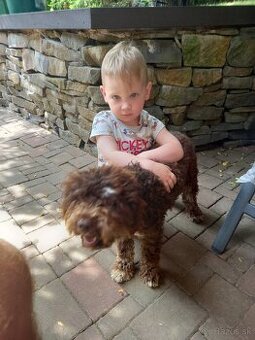 Darujem Lagotto Romagnolo