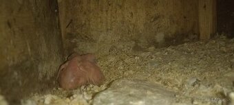 Ponúkam na predaj na ručne dokrmenie - alexander maly