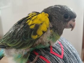 Papagáj meyeri - krotke mlada