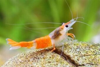 Krevety Neocaridina Davidi na predaj