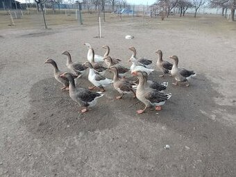 Husi na predaj