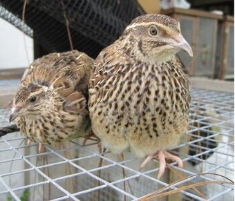 Japonská prepelica Faraón jumbo