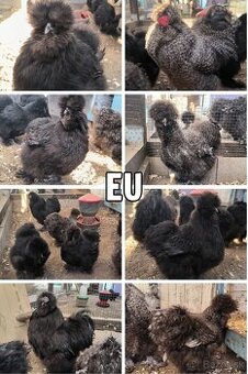 sliepky hodvábničky EU