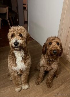 Štěňátka F2 Goldendoodle