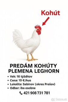 Kohúty na predaj leghorn