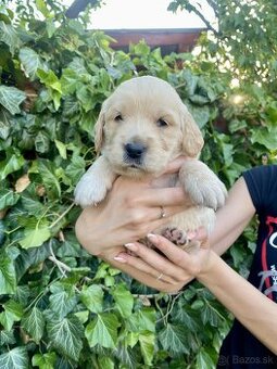 Zlatý retriever šteniatka - 1