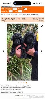 Pudel,Pudlík Trpasličí