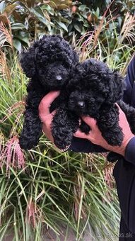 Pudel,Pudlík Trpasličí