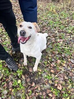 Darujem 1,5 ročnú fenku