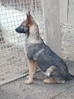 Šteniatka nemecký ovčiak