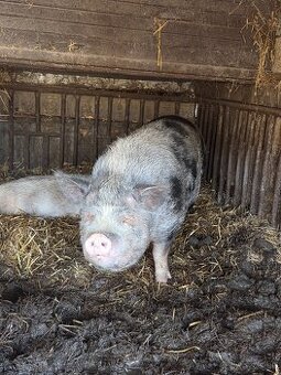 Čínske prasa vietnamské prasa