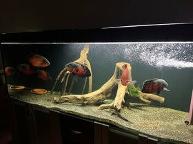Akvárium 980L + ryby