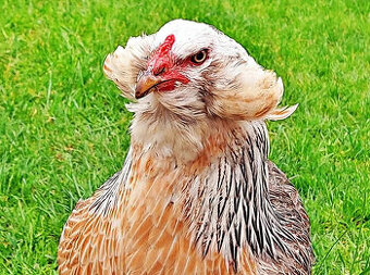 Araucana z Nemecka ,Nasadové vajička