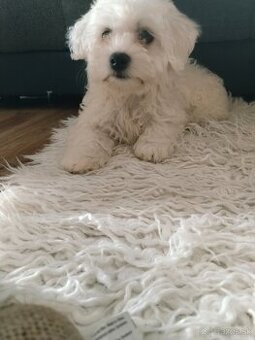Maltezak