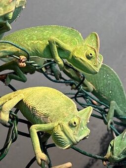 Chameleon