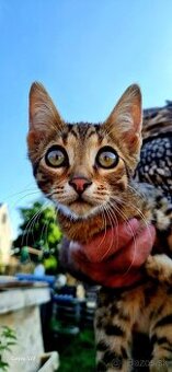 Bengalsky kocurik